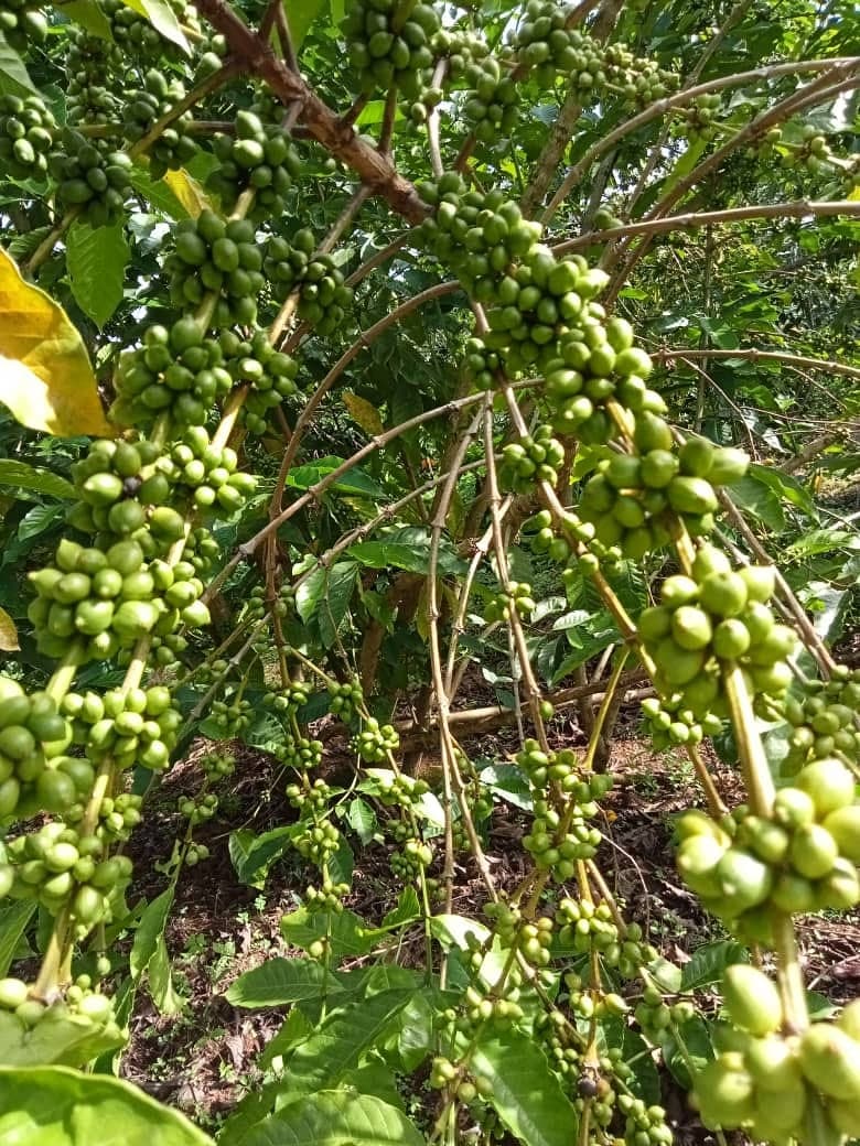 Tanzanian coffee farm on Kilimanjaro slopes