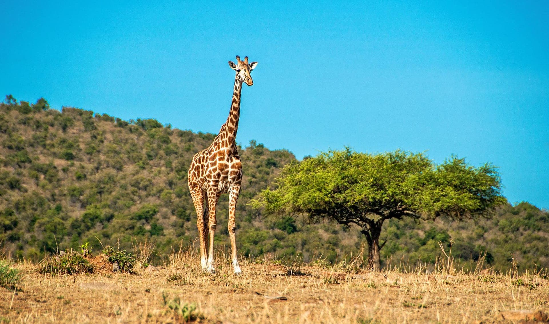 Arusha National Park — photo 4