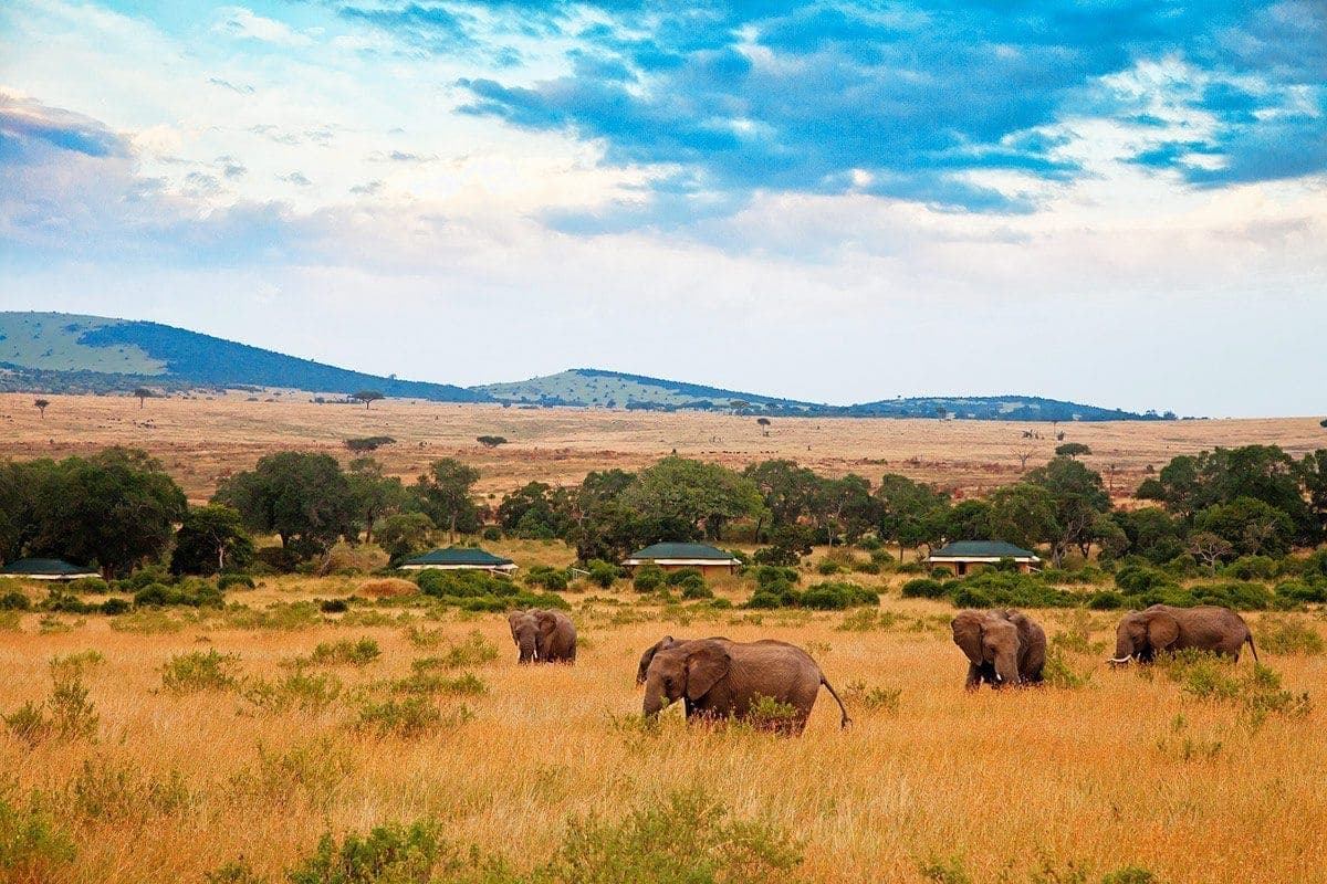 Serengeti plains at golden hour with elephant herds — film poster