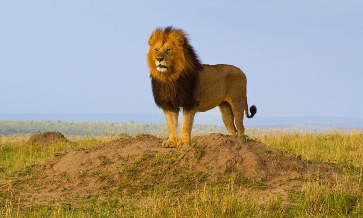Male lion surveying the Serengeti plains