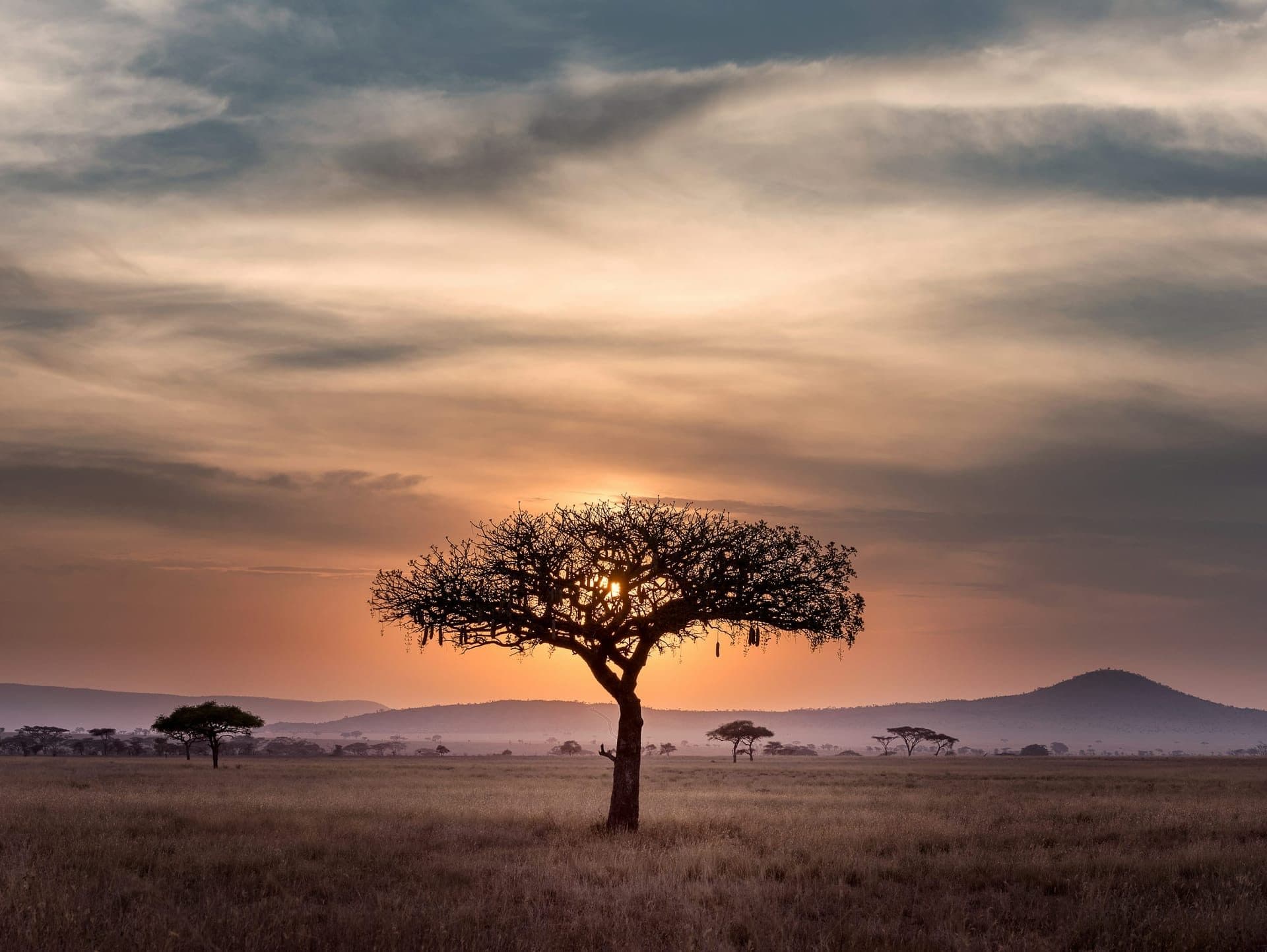Acacia tree silhouetted against a fiery Serengeti sunset