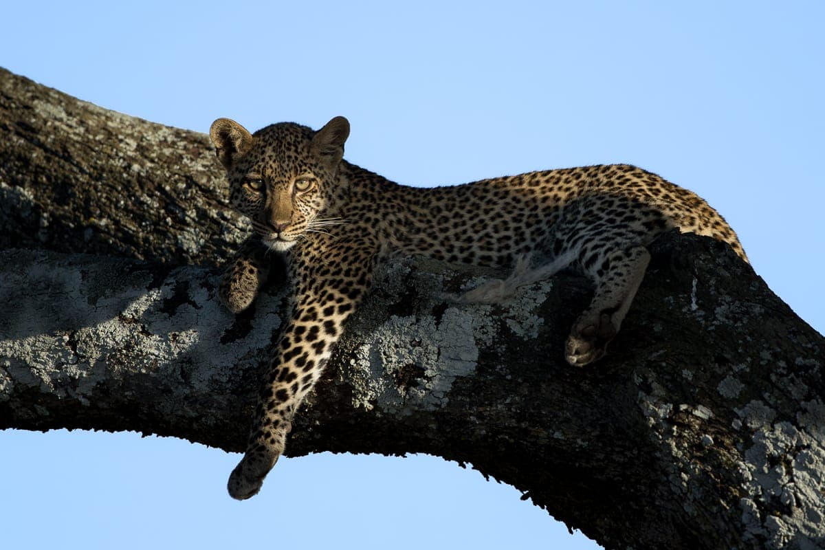 Leopard resting in a tree