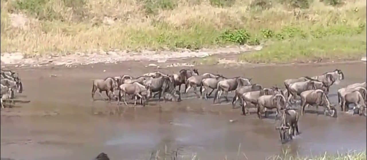 The Great Migration Safari