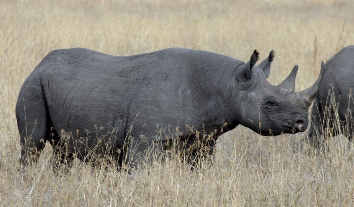 Big Five Express Safari