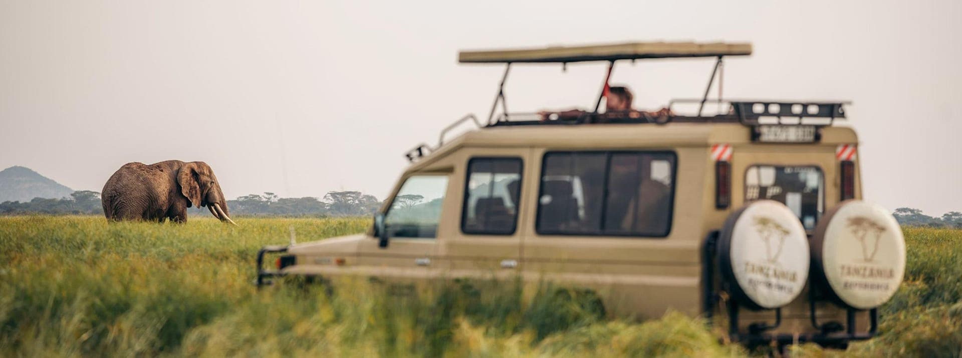 Scareface guide driving among elephants in Tarangire