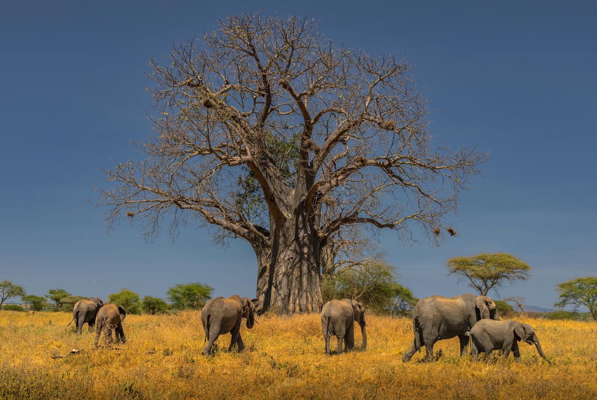 Tarangire National Park