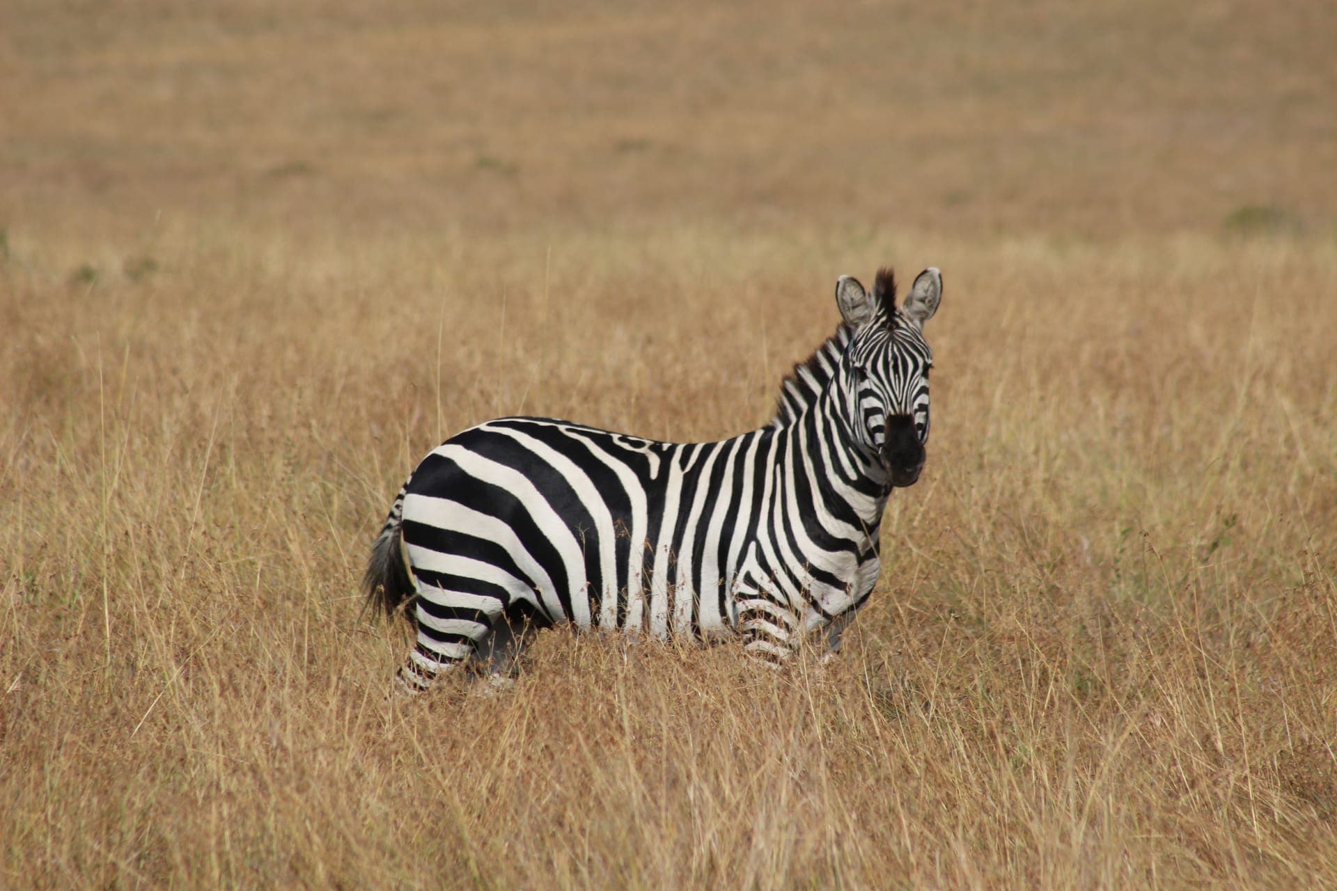 Family Safari Adventure